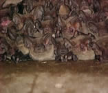 bats-freetail.jpg