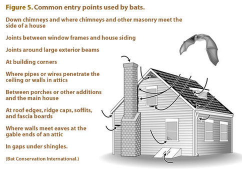 CommonEntryPoints-Bats.jpg