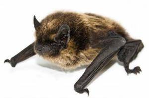cropped-Brown-Bat.jpg
