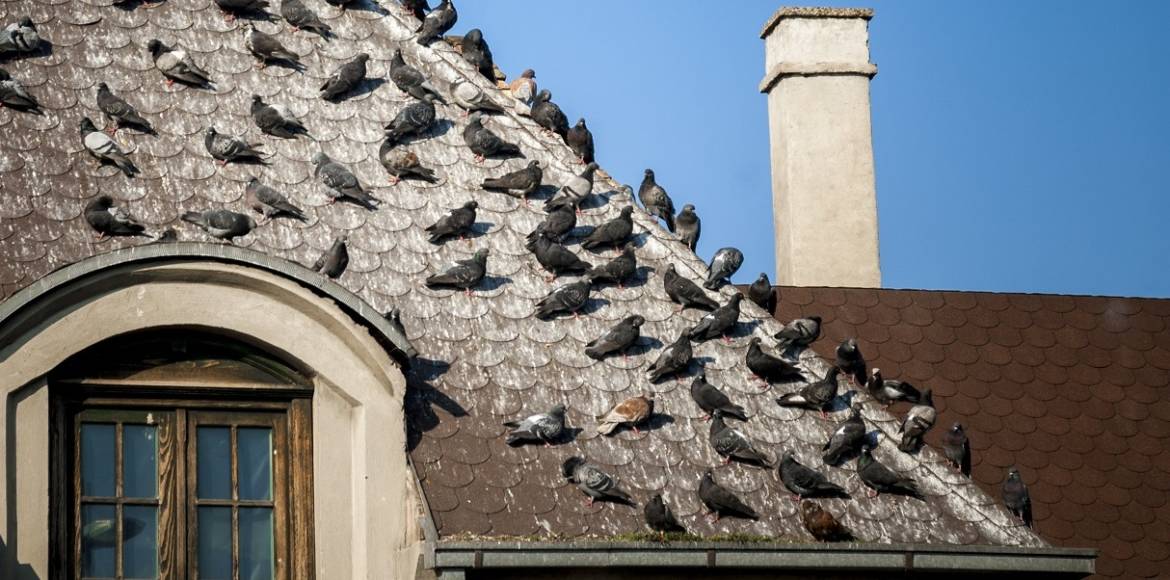 Pigeons-Roof-Infestation-1.jpg