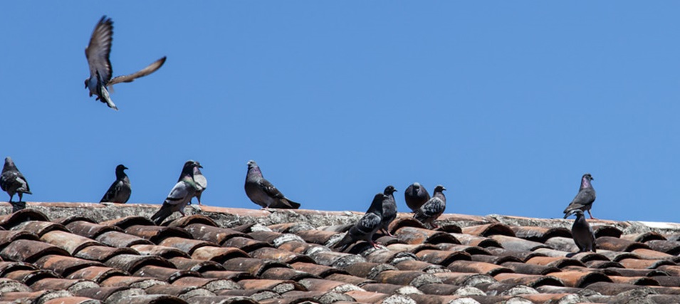 pigeons-rooftoptile-2.jpg