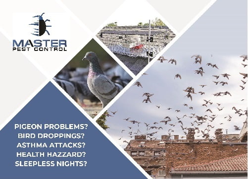Pigeon-Control-Postcard-500m.jpg