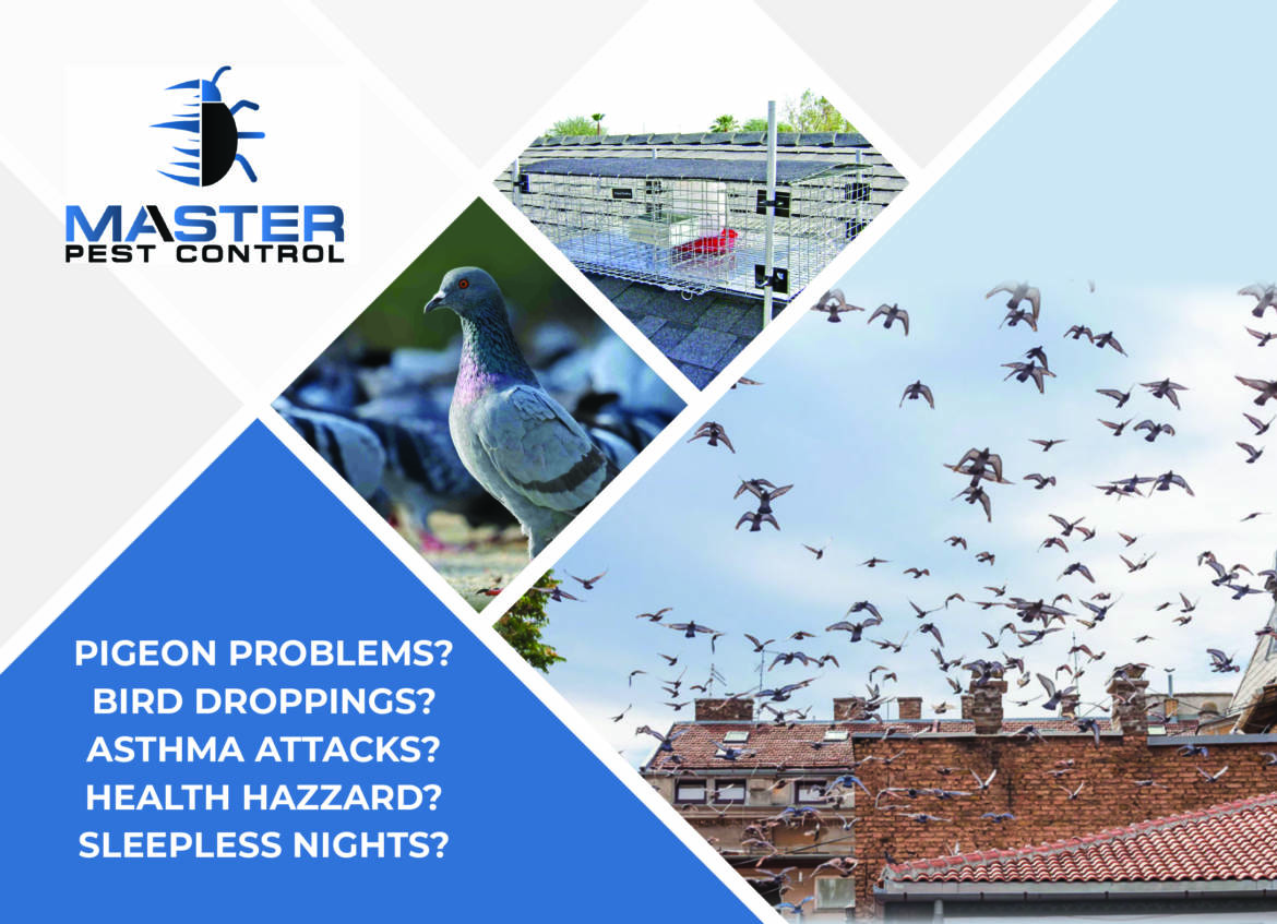 Pigeon-Control-Postcard-7x5-1.jpg